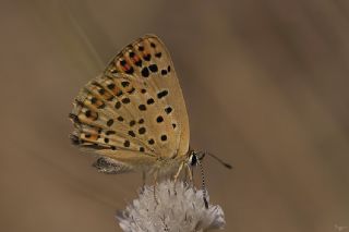 sli Bakr Gzeli (Lycaena tityrus)