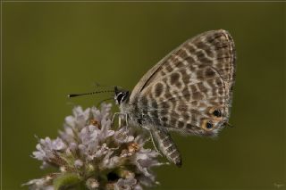 Mavi Zebra (Leptotes pirithous)