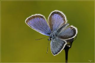 Gm Lekeli Esmergz (Plebejus argus)