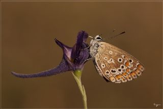 okgzl Mavi (Polyommatus icarus)