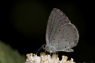 Kutsal Mavi (Celastrina argiolus)