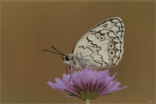 Anadolu Melikesi (Melanargia larissa)
