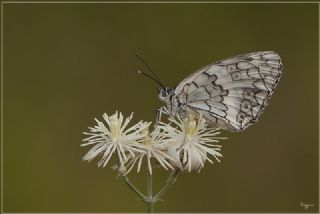 Anadolu Melikesi (Melanargia larissa)