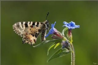 Orman Bakr Gzeli (Lycaena virgaureae)