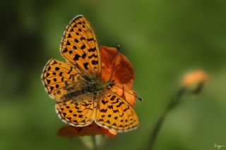 Beyaz nci (Clossiana euphrosyne)