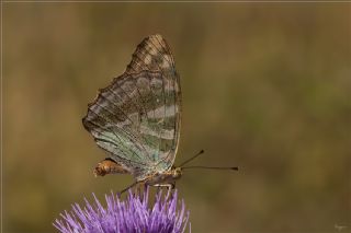 Cengaver (Argynnis paphia)