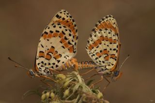Benekli parhan (Melitaea didyma)