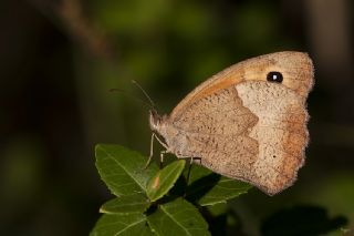 ayr Esmeri (Maniola jurtina)