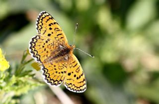 Trkmenistan Esmergz (Plebejus zephyrinus)