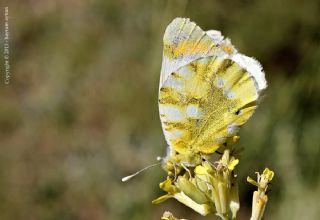 Zegris (Zegris eupheme)