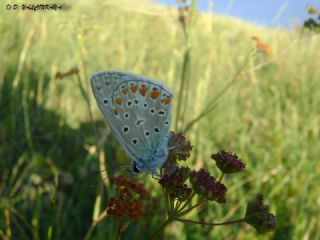 okgzl Mavi (Polyommatus icarus)