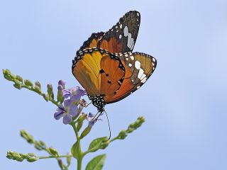 Sultan (Danaus chrysippus)