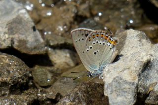 Kk Benekli Sevbeni (Satyrium ledereri )