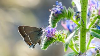 Gzel Sevbeni (Satyrium spini)