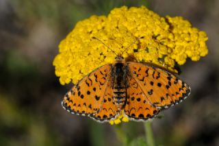 Gzel parhan (Melitaea trivia)