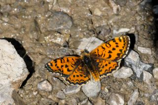Gzel parhan (Melitaea trivia)