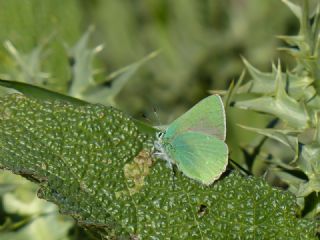 Anadolu Zmrt (Callophrys paulae)