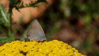 Sevbeni (Satyrium abdominalis)