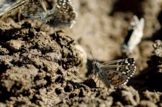 Sar Bandl Zpzp (Pyrgus sidae)