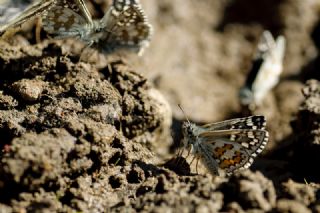 Sarbandl Zpzp (Pyrgus sidae)