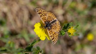 Trkistan parhan (Melitaea arduinna)