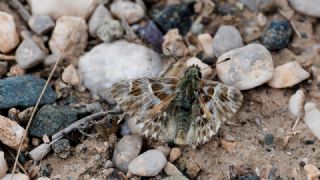 ark Zpzp (Carcharodus orientalis)