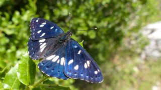 Akdeniz Hanmeli Kelebei (Limenitis reducta)