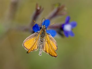 Sar Antenli Zpzp (Thymelicus sylvestris)