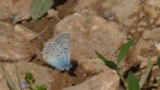 okgzl Amanda (Polyommatus amandus)