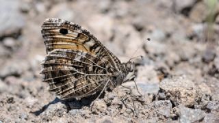 Step Cads (Chazara anthe)