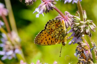 ift Noktal Brentis (Brenthis hecate)