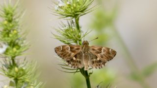 Cezayir Zpzp (Carcharodus stauderi)