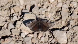 Kara Zpzp (Erynnis marloyi)