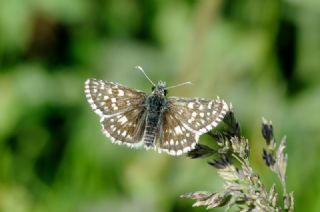 Ege Zpzp (Pyrgus melotis)