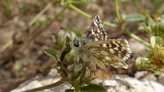 Kzl Zpzp (Spialia orbifer)