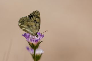 l Melikesi (Melanargia grumi)