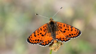 Benekli parhan (Melitaea didyma)