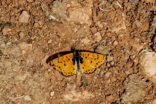 Benekli parhan (Melitaea didyma)