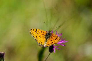 ranl parhan (Melitaea persea)