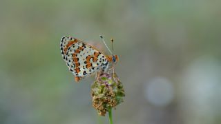 Benekli parhan (Melitaea didyma)