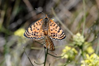 ranl parhan (Melitaea persea)