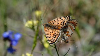 ranl parhan (Melitaea persea)
