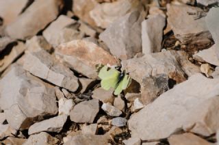 Dou Elfinstonyas (Euchloe penia)
