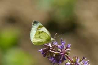 Yalanc Beyazmelek (Pieris pseudorapae)