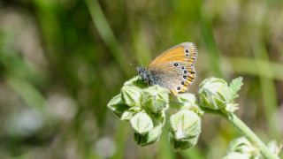 Rus Zpzp Perisi (Coenonympha leander)