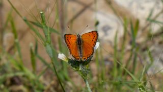 Anadolu Ate Gzeli (Lycaena asabinus)