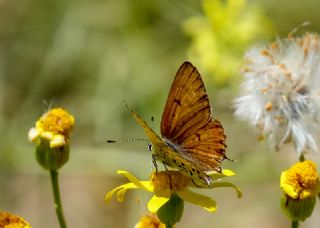 Frat Bakr Gzeli (Margelycaena euphratica )