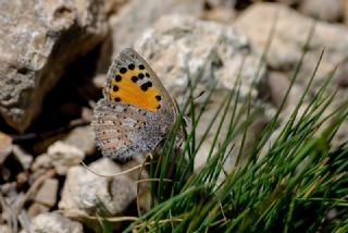 Kafkasya Gelincii (Tomares callimachus)