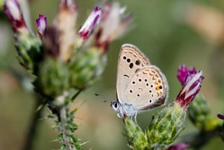 Frat Bakr Gzeli (Margelycaena euphratica )