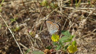 Lbnan Esmergz (Plebejus nichollae)